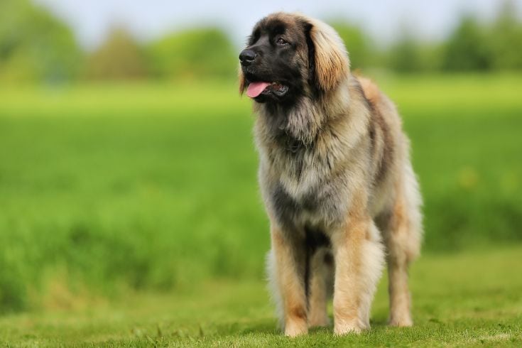 Leonberger