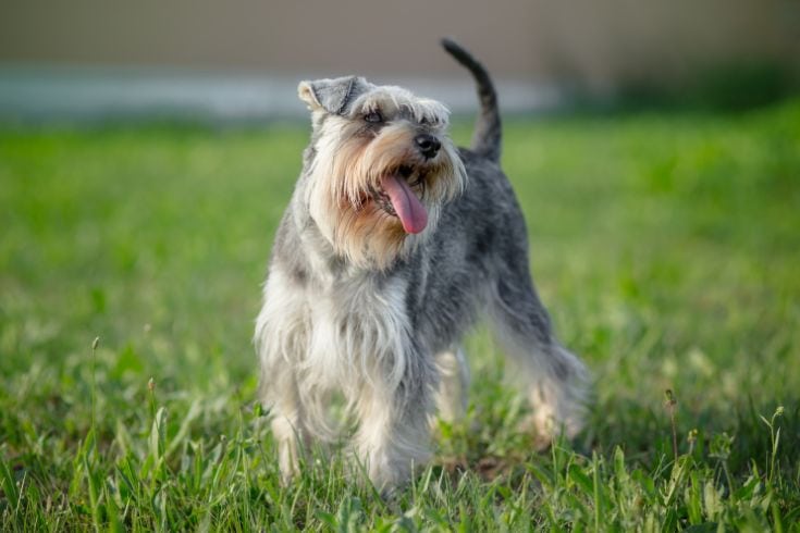 Miniature Schnauzer