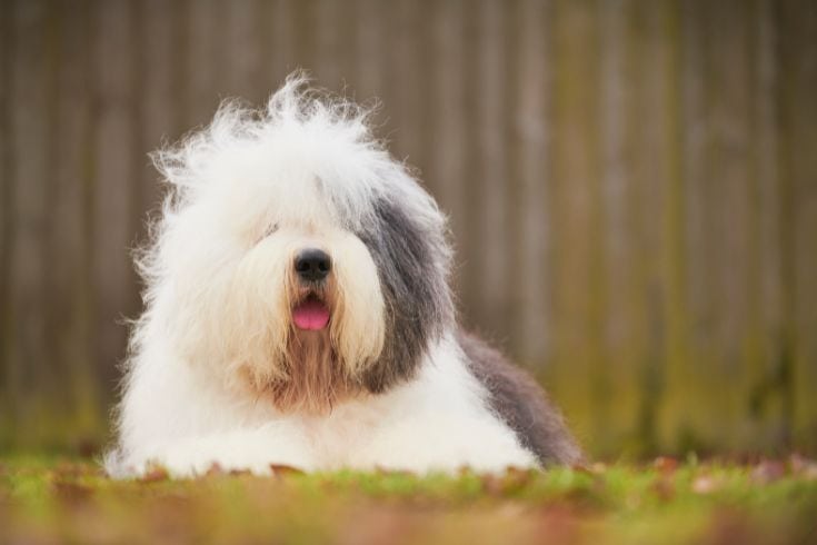 Old English Sheepdog