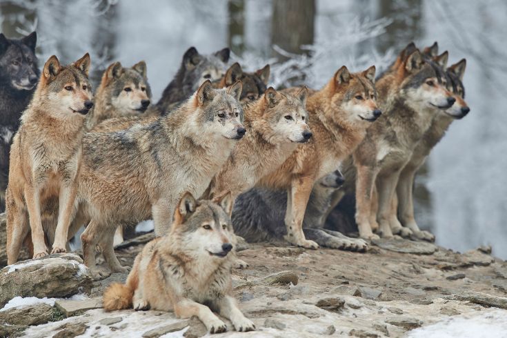 Pack of wolves