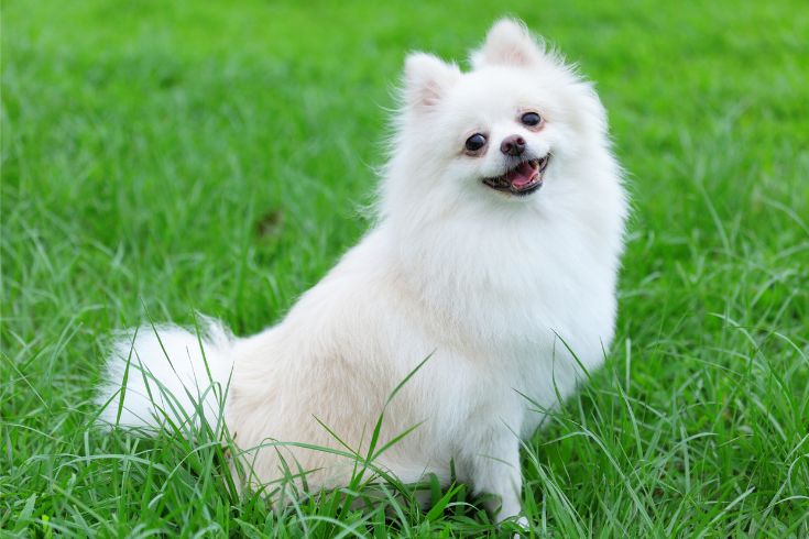 Pomeranian