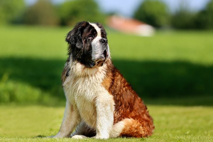 Saint Bernard