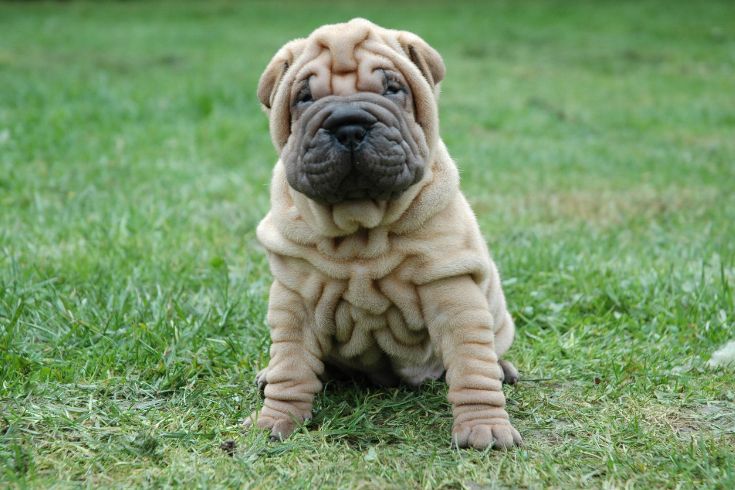 Shar-Pei