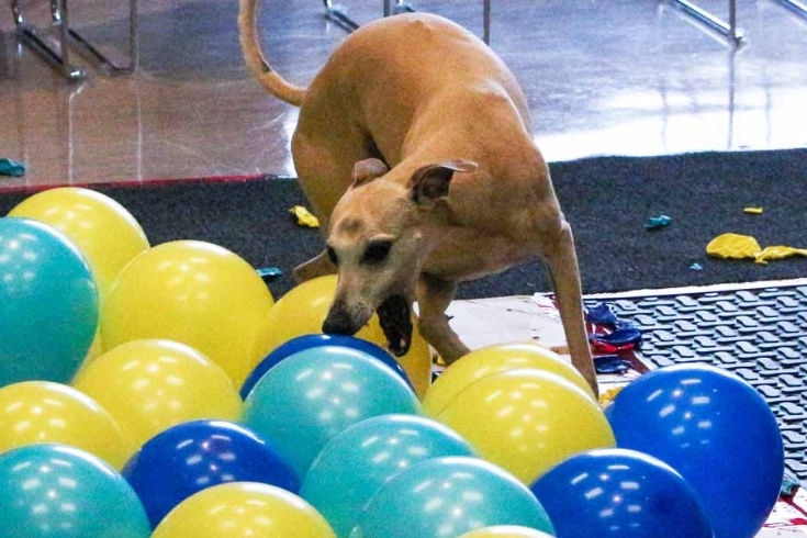 The fastest dog in the world to pop balloons
