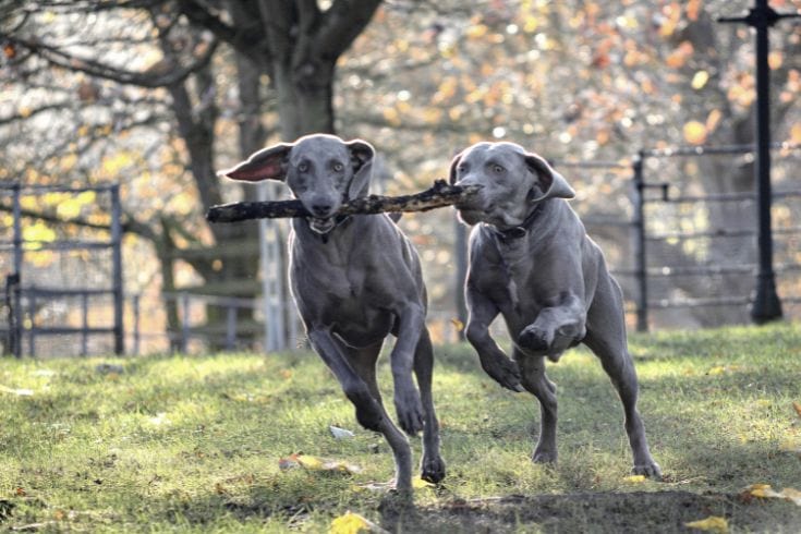 Weimaraner