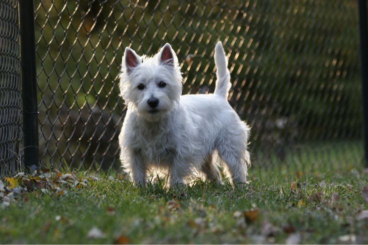 West Highland White Terrier