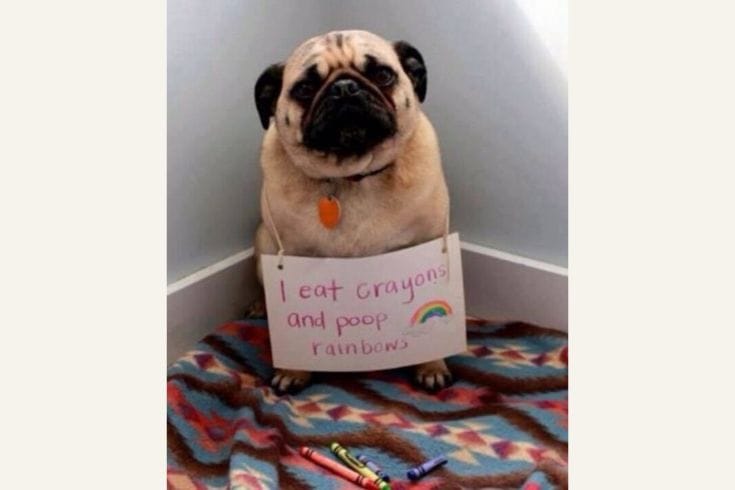 I eat crayons and poop rainbows
