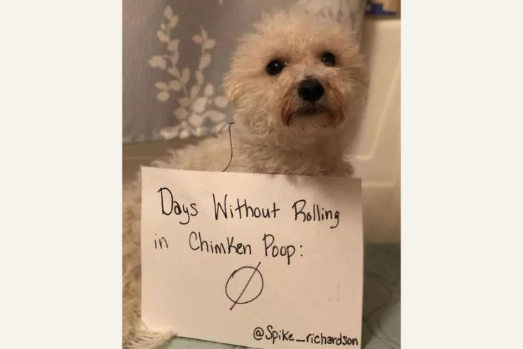 days without rolling in chicken poop