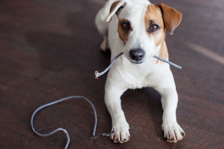 dog chewing wires