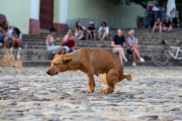 dog pooping with out producing anything