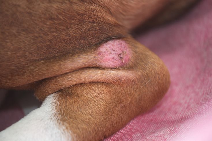 dog skin wounds