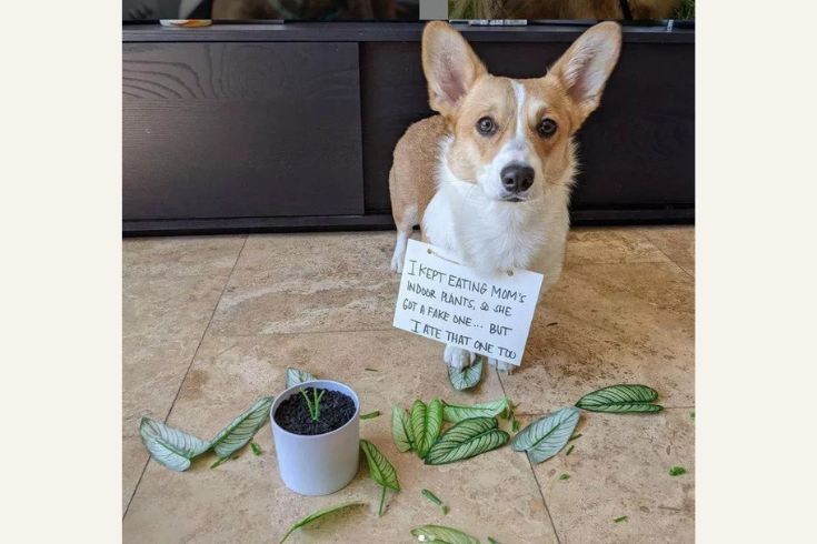 i keep eating moms plants