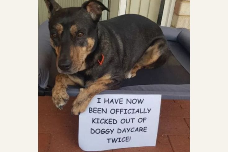 kicked out of doggy day care