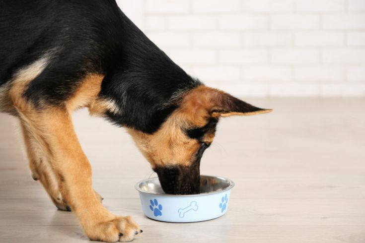 German Shepherd Eating