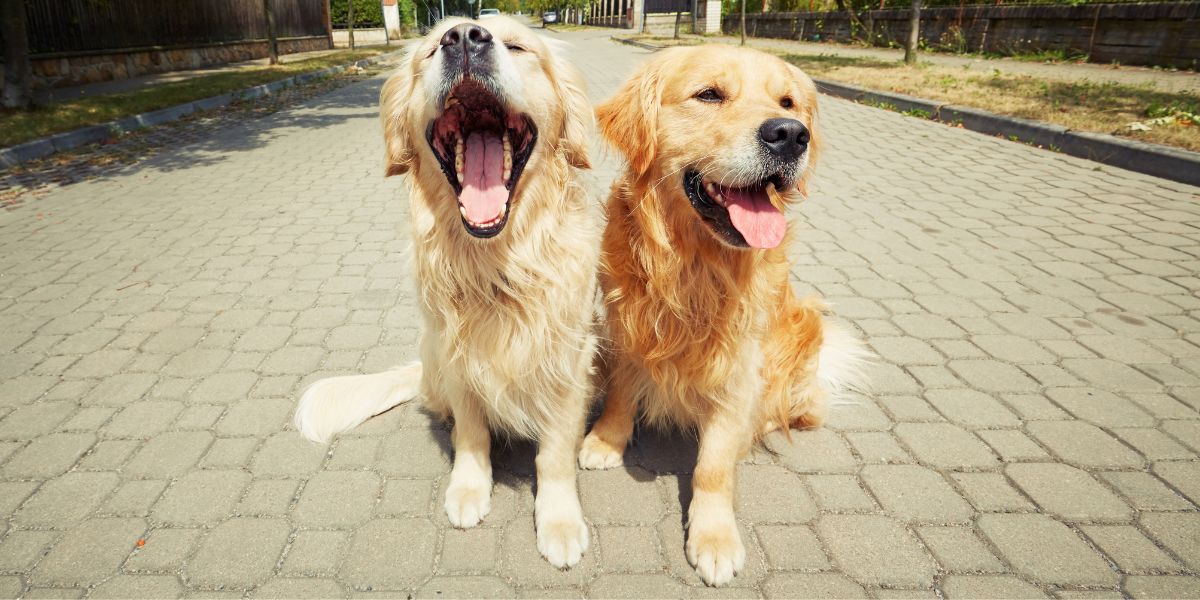 Pet Sibling Rivalry