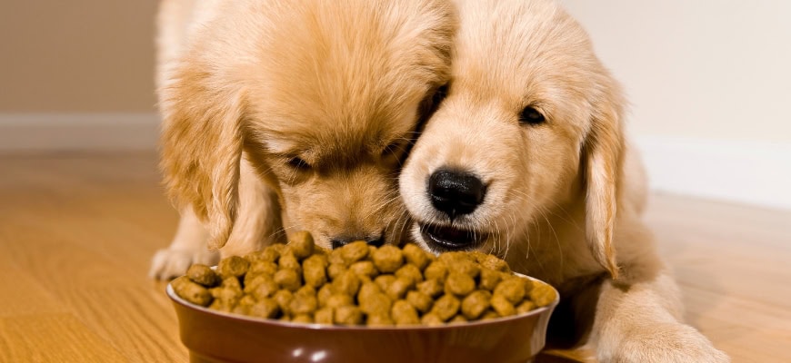 The Science of Pet Nutrition