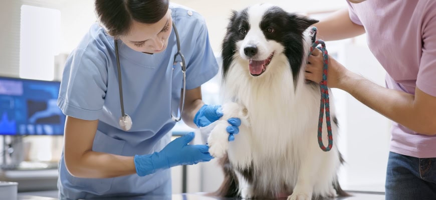 dog taken to the vet