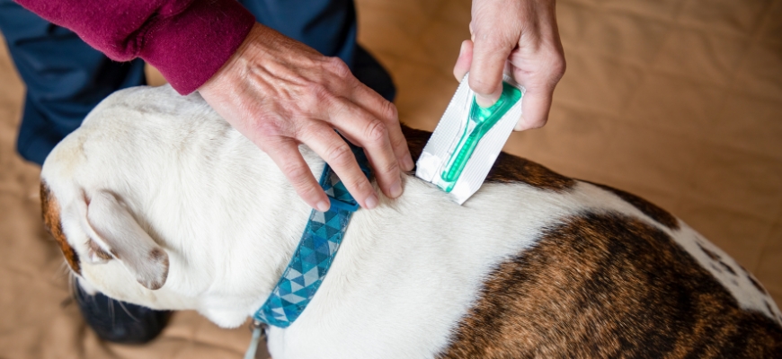 Putting Flea Treatment on Dog