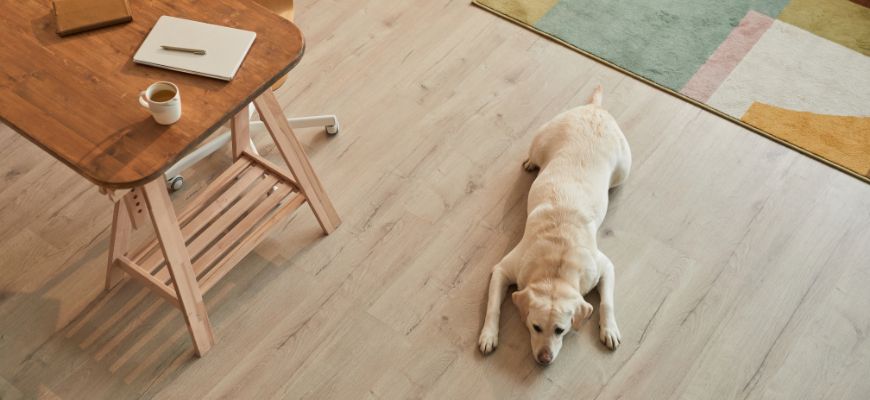 How to Protect Hardwood Floors from Dog Scratches Without Giving Up Your Floors